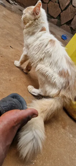 3-6 months Male Purebred Bombay