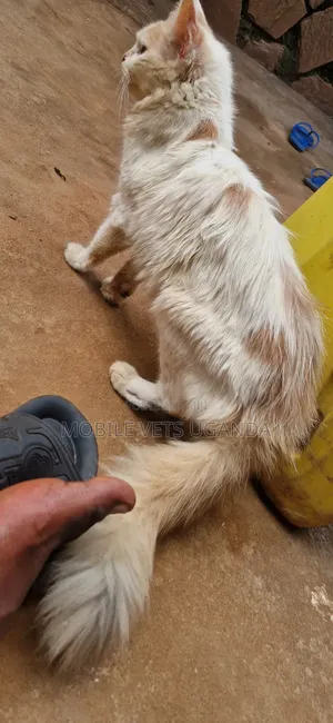 6-12 months Male Purebred Exotic