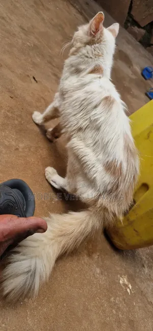 1-3 months Male Purebred Exotic