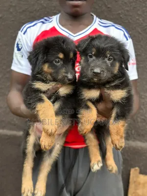 3-6 months Female Purebred German Shepherd