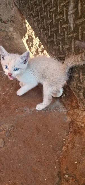 1-3 months Male Purebred Bombay
