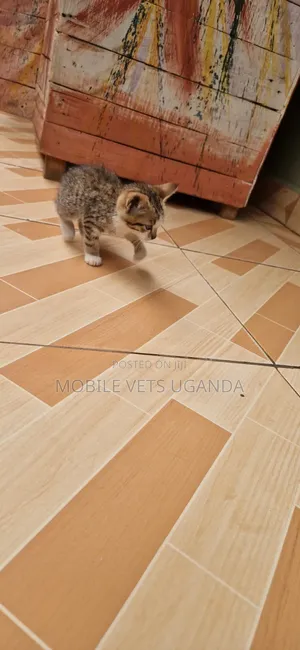 1-3 months Male Purebred Exotic