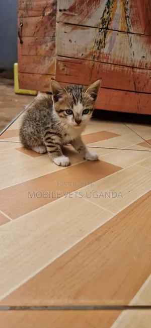 1-3 months Male Purebred American Bobtail