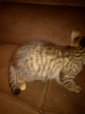 1-3 months Male Purebred Exotic