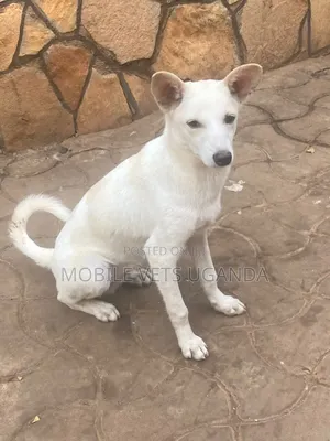 3-6 months Male Purebred Japanese Spitz