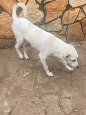1-3 months Male Purebred Japanese Spitz