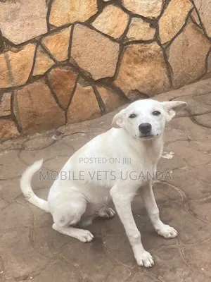 3-6 months Male Purebred Japanese Spitz