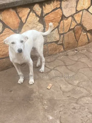 6-12 months Male Mixed Breed German Shepherd