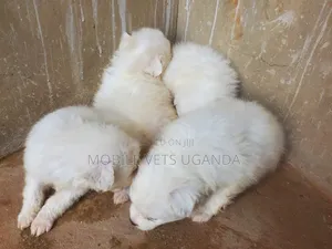 0-1 month Male Purebred Japanese Spitz