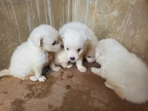 1-3 months Female Purebred Japanese Chin