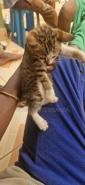 0-1 month Male Purebred Bombay
