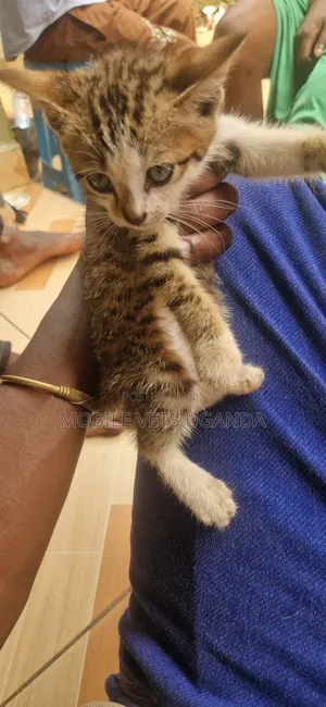 0-1 month Female Purebred Exotic