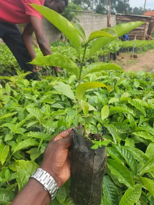 Coffee Seedlings