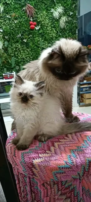 1-3 months Male Purebred Ragdoll