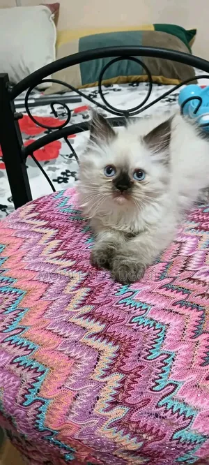 0-1 month Female Purebred Ragdoll