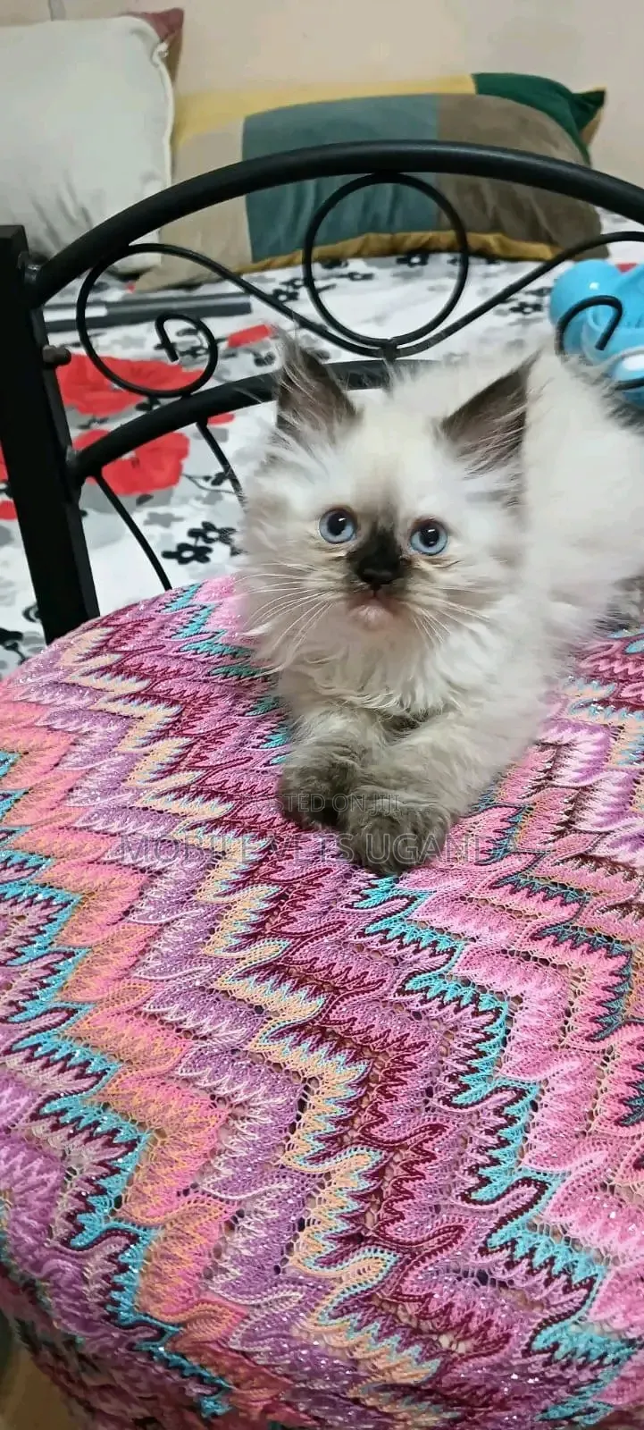 0-1 month Female Purebred Ragdoll