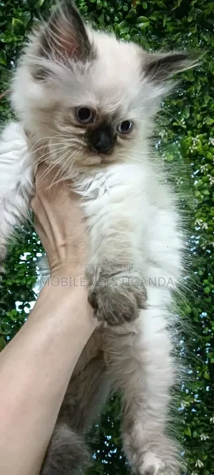 1-3 months Female Purebred Korat