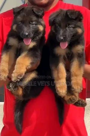 1-3 months Male Purebred German Shepherd