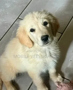 1-3 months Male Purebred Golden Retriever