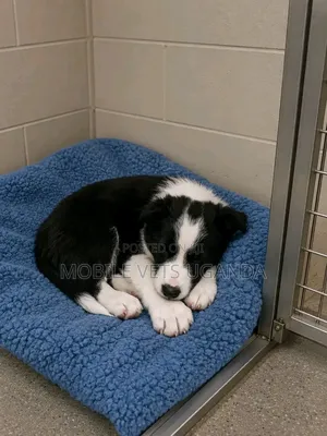 1-3 months Male Purebred Japanese Spitz