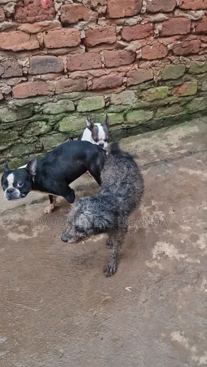 6-12 months Male Purebred Boston Terrier