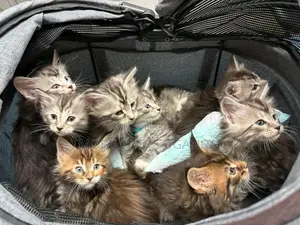 1-3 months Male Purebred American Curl