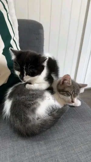 1-3 months Male Purebred American Curl