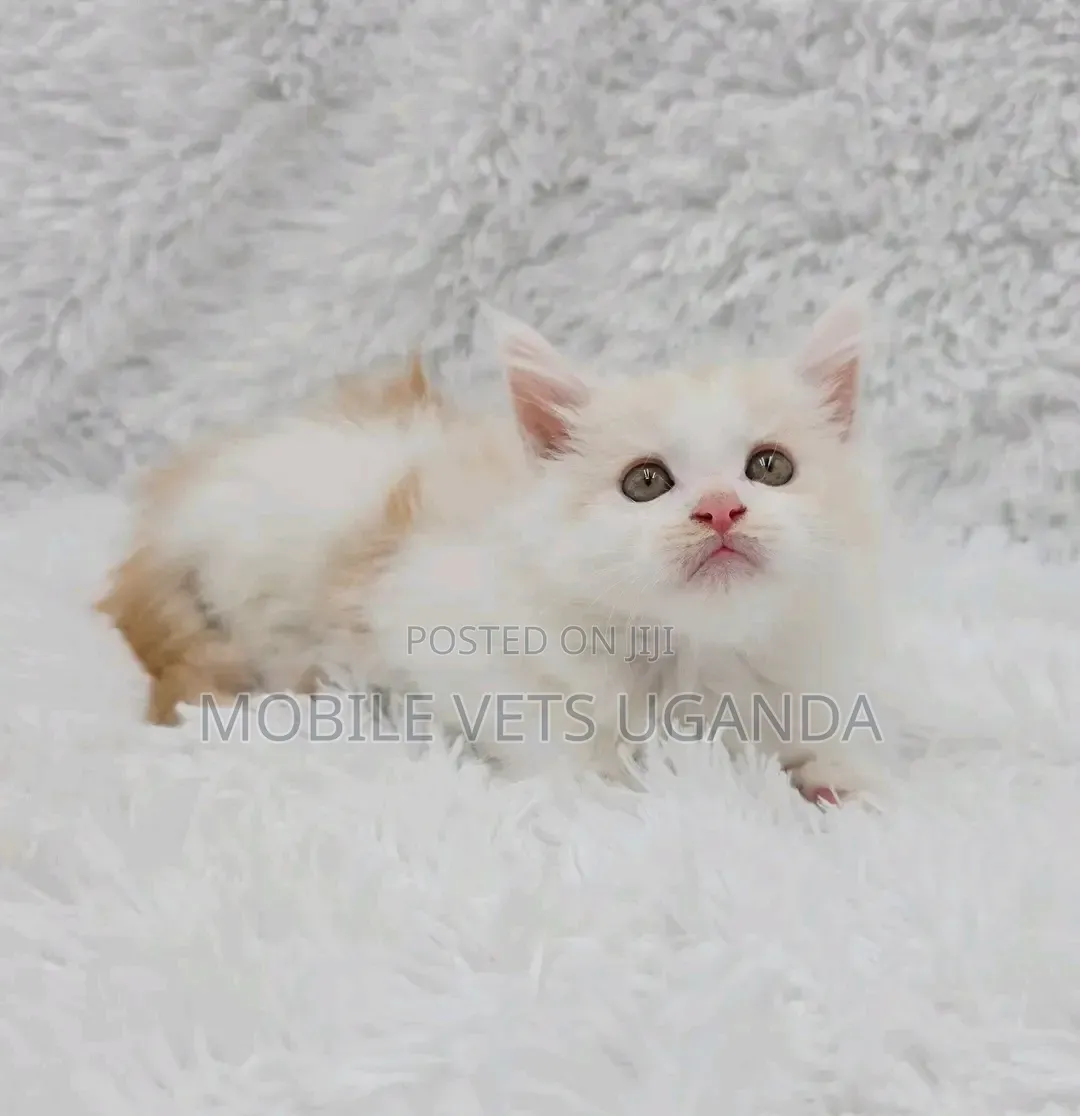 1-3 months Male Purebred American Bobtail