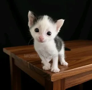 0-1 month Male Purebred Bombay