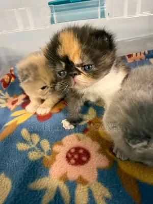 0-1 month Male Purebred Balinese