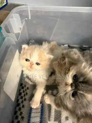 1-3 months Female Purebred American Curl