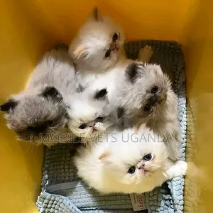 1-3 months Male Purebred Persian