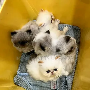 1-3 months Male Purebred Persian
