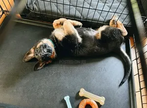 3-6 months Female Purebred German Shepherd