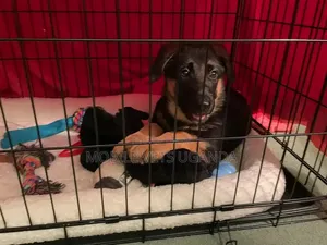 0-1 month Female Purebred German Shepherd