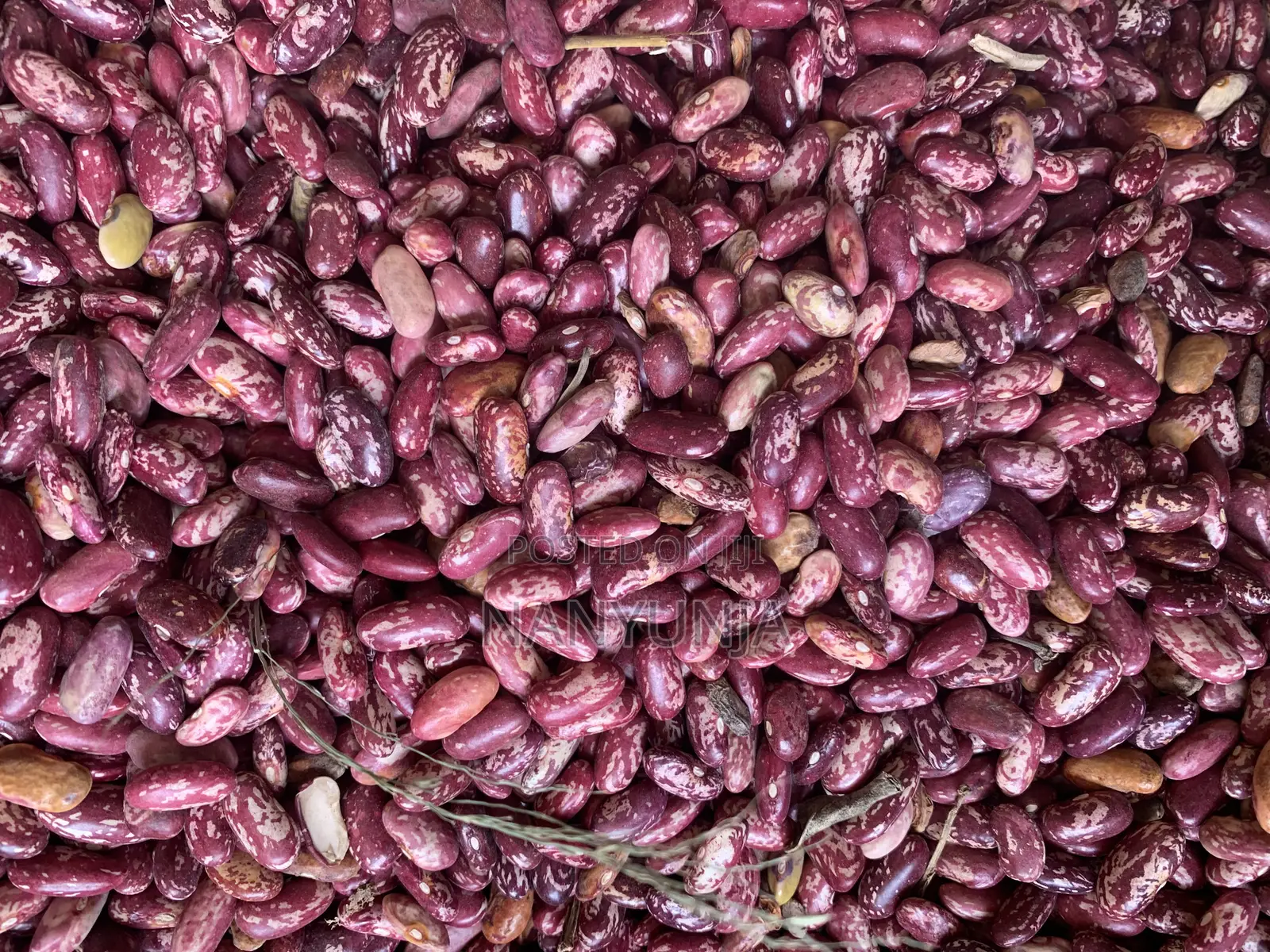 Nabaale Long Beans