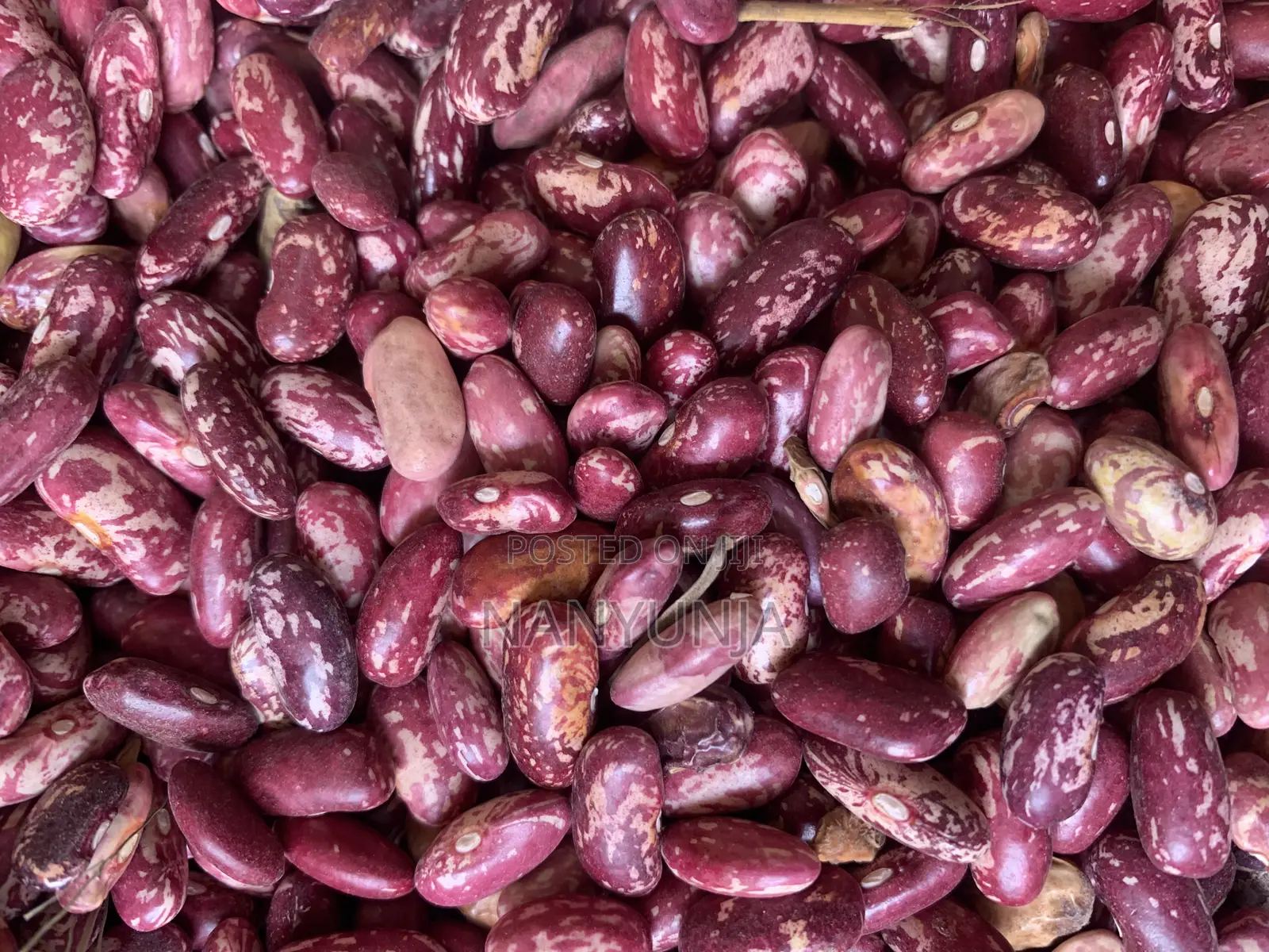 Nabaale Long Beans