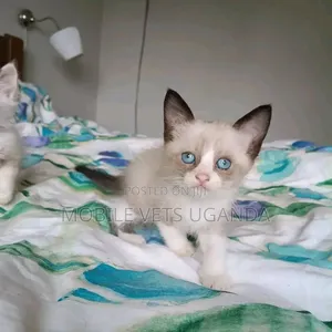 0-1 month Male Purebred Ragdoll