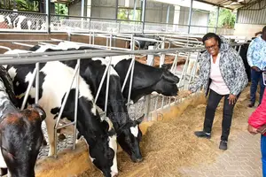 Commercial Dairy Structure Design | Build Services