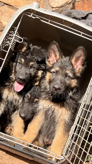 1-3 months Male Purebred German Shepherd