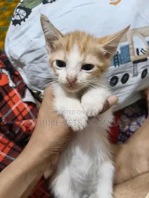 1-3 months Male Purebred Exotic