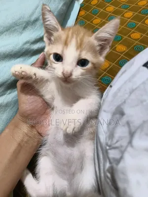 1-3 months Female Purebred American Bobtail
