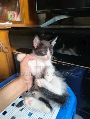 3-6 months Female Purebred Bombay