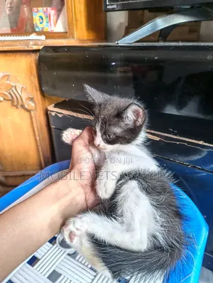 1-3 months Female Purebred American Shorthair