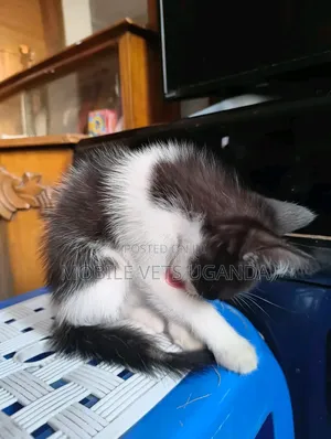 0-1 month Female Purebred American Shorthair