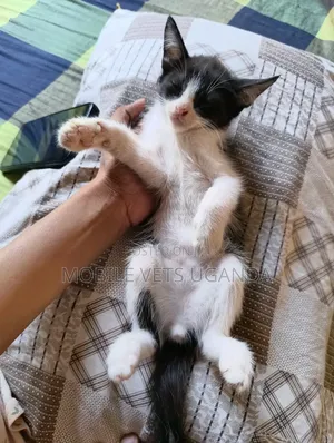 3-6 months Female Purebred Javanese