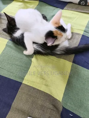 0-1 month Male Purebred Devon Rex