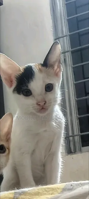 1-3 months Female Purebred Exotic