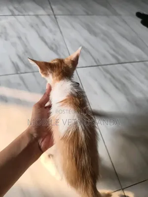 1-3 months Male Purebred Somali
