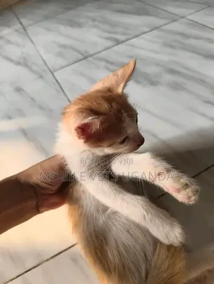 1-3 months Male Purebred Ocicat